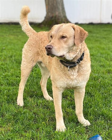 Chesapeake Bay Retriever Colors – 3 Gorgeous Shades