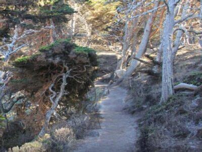 Cypress Grove Trail - Point Lobos Foundation