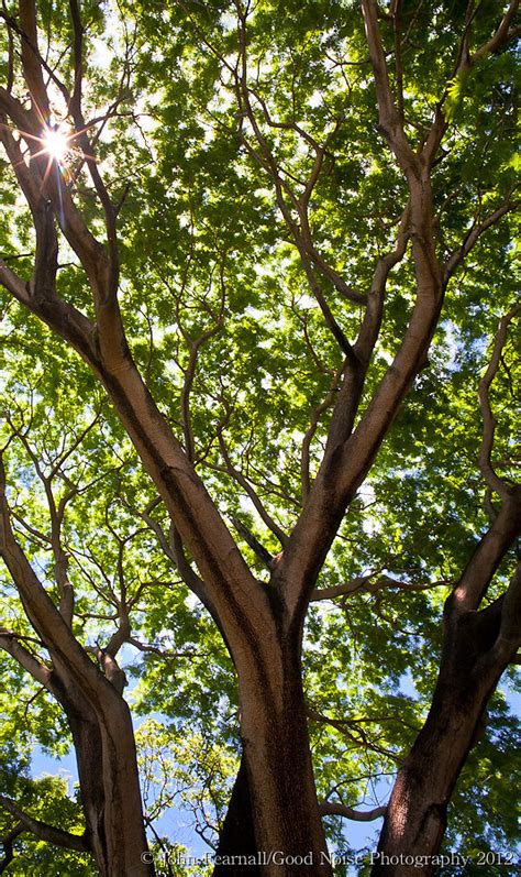 Guanacaste tree | Good Noise Photography | Blog | Facebook |… | Flickr