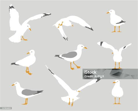 Seagull Behavior Flat Design Grey Stock Illustration - Download Image Now - Seagull, Clip Art ...