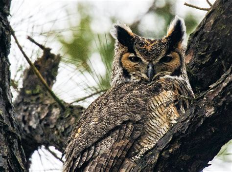 Nest Cone: The Great Horned Owl Nesting Box Alternative