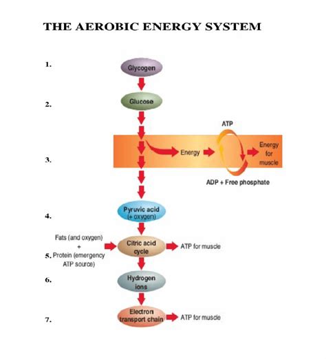 Fatigue, Part 4 – The Aerobic Energy System - Complete Track and Field