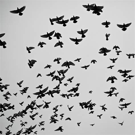 Flock Of Flying Pigeons Photograph by Photography By Ellen L. Soohoo