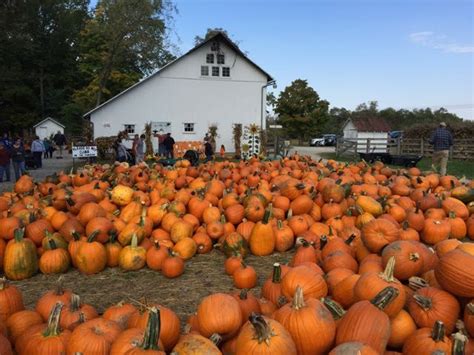 Pumpkin Patches and Fall Festivals in Columbus and Central Ohio 2023! | Pumpkin patch, Pumpkin ...