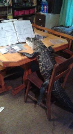 30 Alligator memes ideas | memes, funny pictures, funny animals