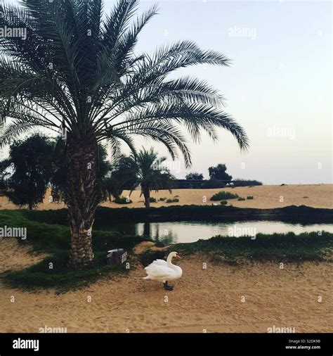 Oasis at Arabian desert Stock Photo - Alamy