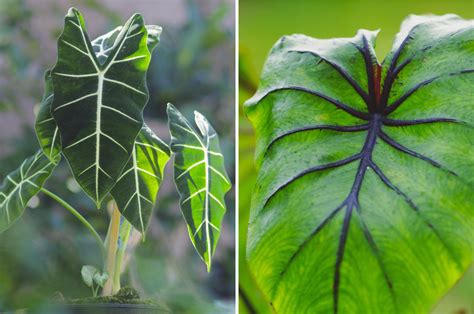 Alocasia Vs Colocasia: How To Distinguish The Elephant Ear Plants