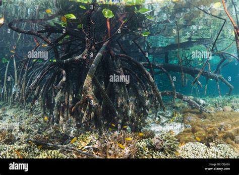 Mangroves Coral Reefs