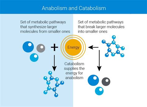 From the Warburg effect to the latest in cancer research | Agilent