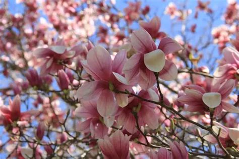 10 Elegant Magnolia Trees for USDA Zone 5