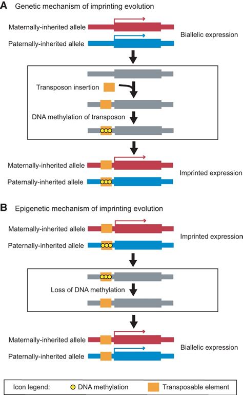 Evolution and function of genomic imprinting in plants