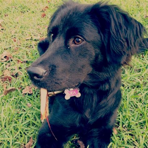 22 best lab /golden retriever mix images on Pinterest | Black labrador, Black labs and Golden ...