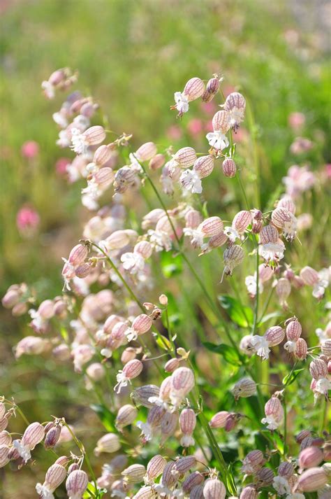 Campion | Description, Species, & Facts | Britannica