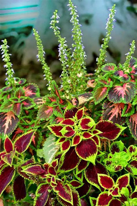 Coleus Varieties for Sun or Shade - The Contented Plant