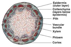 Plant Science 4 U: Dicot Stem Anatomy