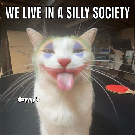 We Live in a Silly Society | Silly Cats | Know Your Meme