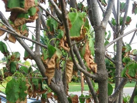 How to Fix Lilac Leaves Turning Brown - PlantNative.org