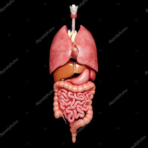 Illustration of Male GUTS and STOMACH anatomy anterior with lungs and liver — Stock Photo ...