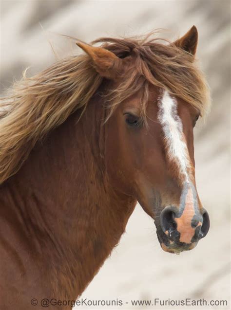 The Wild Horses of Sable Island