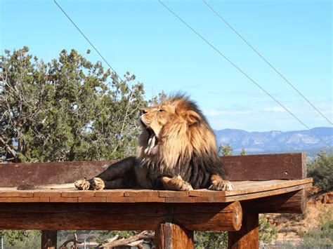 Arizona Wildlife Park: Out Of Africa - Buddy The Traveling Monkey