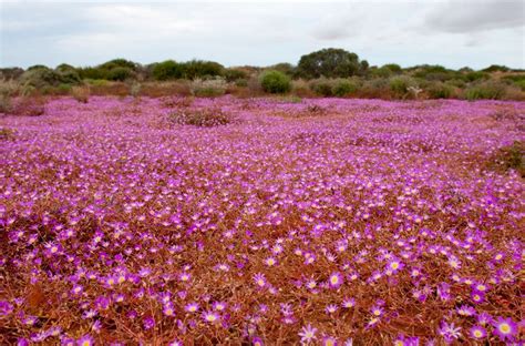 Western Australian Wildflowers | Australia and Australians | Pinterest