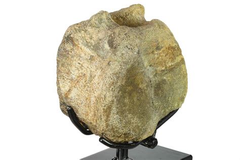 4.3" Fossil Hadrosaur (Brachylophosaurus) Vertebra - Montana (#132011 ...