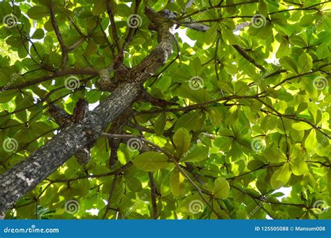 Terminalia Catappa Leaves in Nature Garden Stock Photo - Image of ...