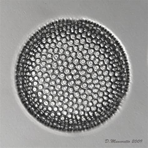 Some Fossil Diatoms of mine - Micro-paleontology - The Fossil Forum