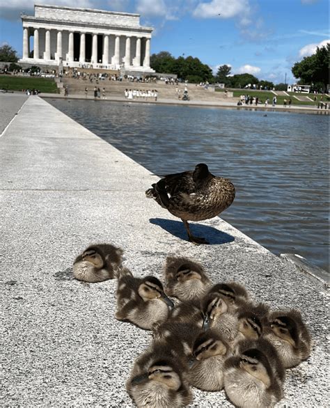 Interesting Facts about the Lincoln Memorial Reflecting Pool