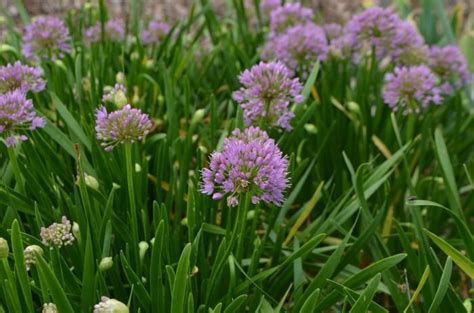 Allium 'Millennium' - Sunny Valley Farms