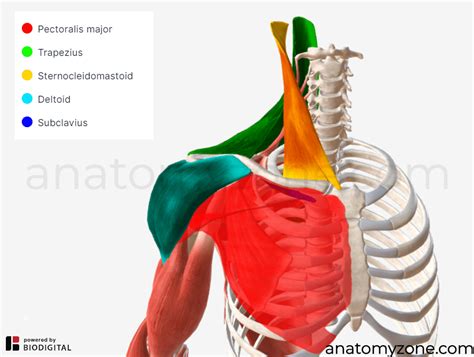 Clavicle - Structures, Muscle Attachments, 3D Model | AnatomyZone