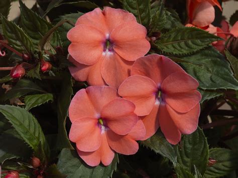 Impatiens SunPatiens® Vigorous Shell Pink | All-America Selections