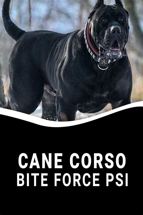 Cane Corso Bite Force PSI