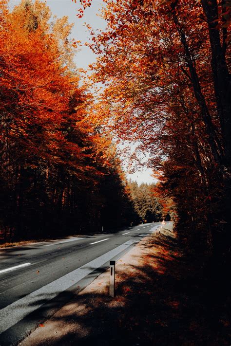 Autumn '20 | 8 best free autumn, fall, plant and forest photos on Unsplash