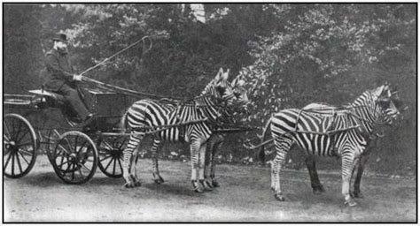 Amazing Old Photos With Unusual Draught Animals – Moolf