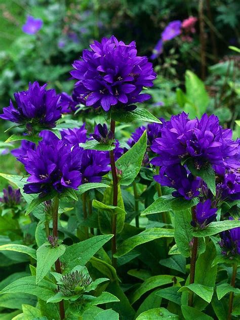 Awesome Yellow and Purple Flower at the Backyard. So Gorgeous! https://gardenmagz.com/yellow-and ...