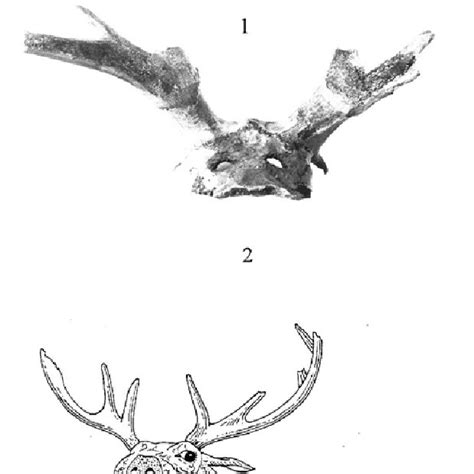 Deer frontlets, Star Carr, Mesolithic (Clark 1954). | Download Scientific Diagram