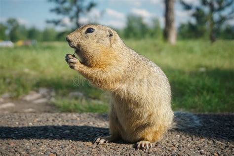 Funny Gopher Face stock photo. Image of gopher, mouth, prairie - 612532