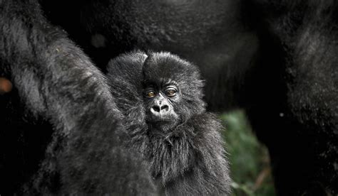 Virunga Mountains safaris with Africa Travel Resource