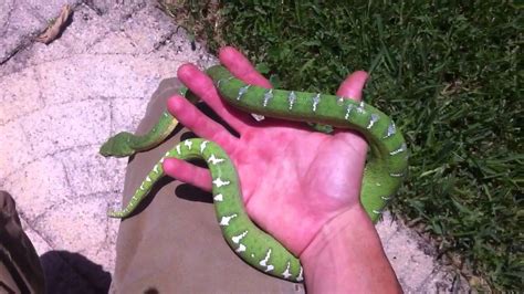 Emerald Tree Boa Facts and Pictures | Reptile Fact