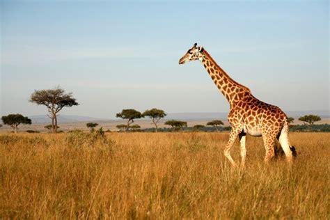 Giraffe Facts & Photos | Live Science