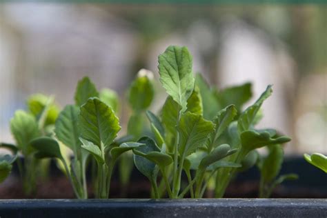 Growing Cauliflower In Greenhouse - A Planting Guide | Gardening Tips