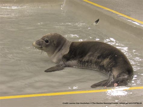 Underweight Hawaiian Monk Seal Pup Rescued Off Midway Atoll : Kauai Now