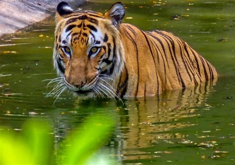 Royal Bengal Tiger Drinking Water from the Pond in the Wild. Stock Photo - Image of tiger, wild ...