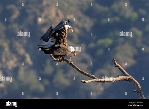 Bald eagle mating at Los Angeles mountains Stock Photo - Alamy