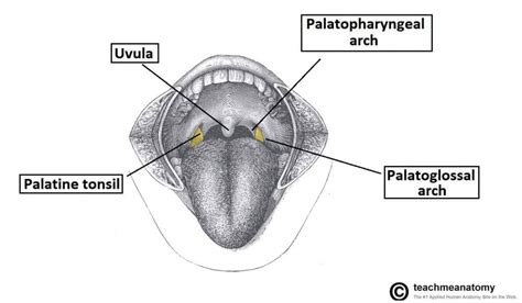 The Palate - Hard Palate - Soft Palate - Uvula - TeachMeAnatomy