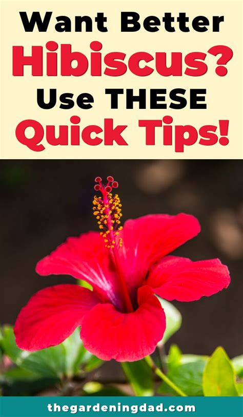 Ultimate Guide to Indoor Hibiscus Care | Growing hibiscus, Hibiscus tree care, Hibiscus garden