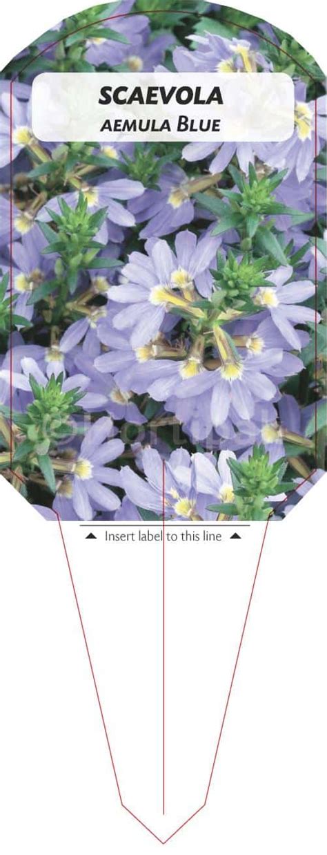 Scaevola Aemula Blue - Hortipak e-Store