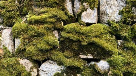 Wallpaper moss, macro, stones, rocks hd, picture, image