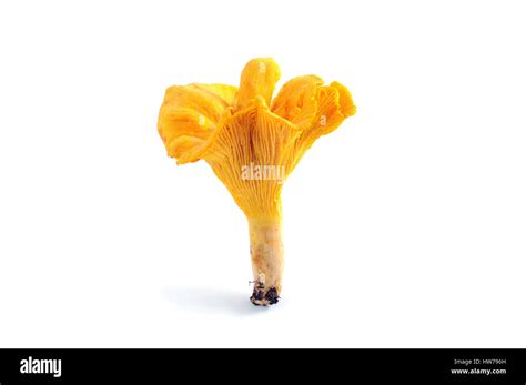 golden chanterelle mushroom isolated Stock Photo - Alamy